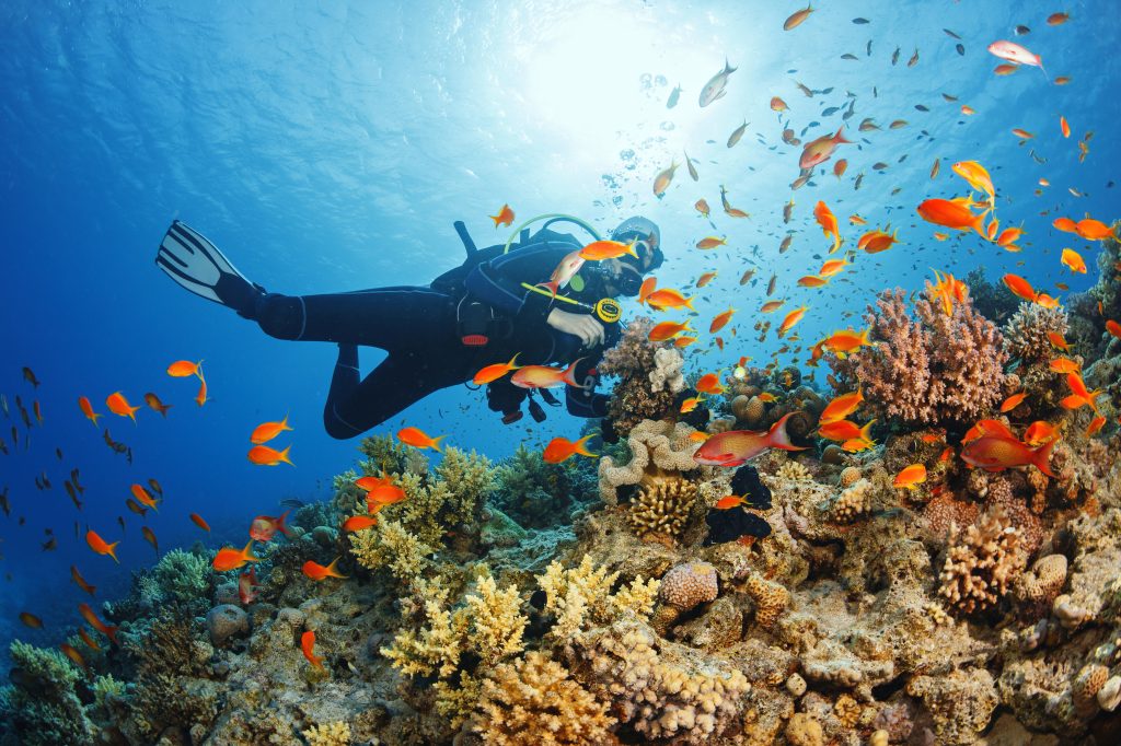 Person scuba diving on Great Barrier Reef with school of orange fish