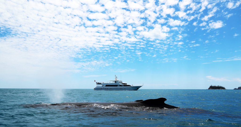 Whale surfacing in front of Phoenix One